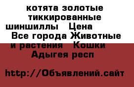 котята золотые тиккированные шиншиллы › Цена ­ 8 000 - Все города Животные и растения » Кошки   . Адыгея респ.